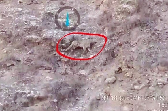 甘肃祁连山地区首次近距离手机拍摄到雪豹活动画面