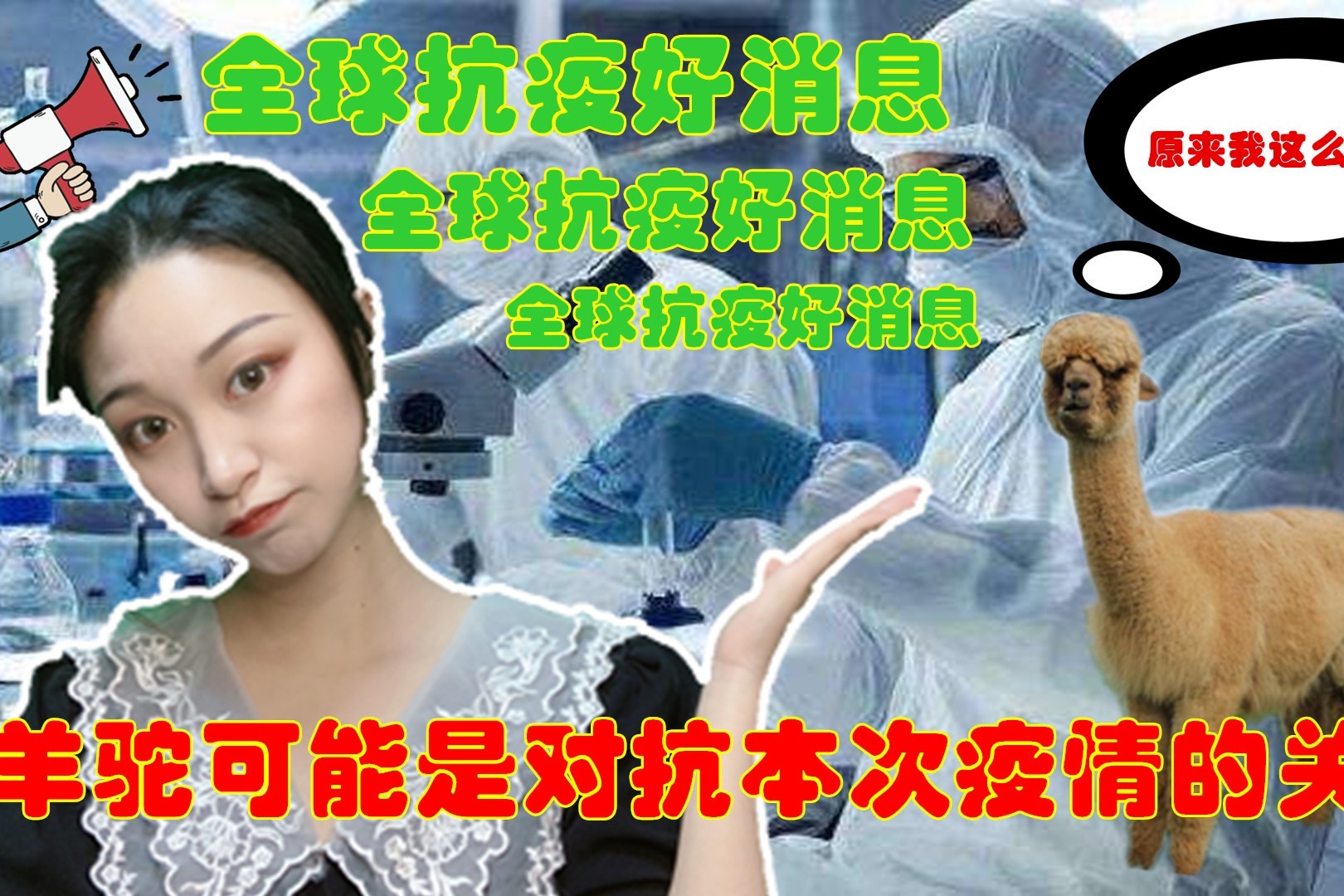 全球抗疫好消息：科学家发现羊驼血液含有抗体，可以消灭新冠病毒