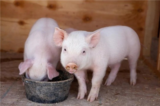 2020年11月20日最新生猪报价——猪价系统每日猪价