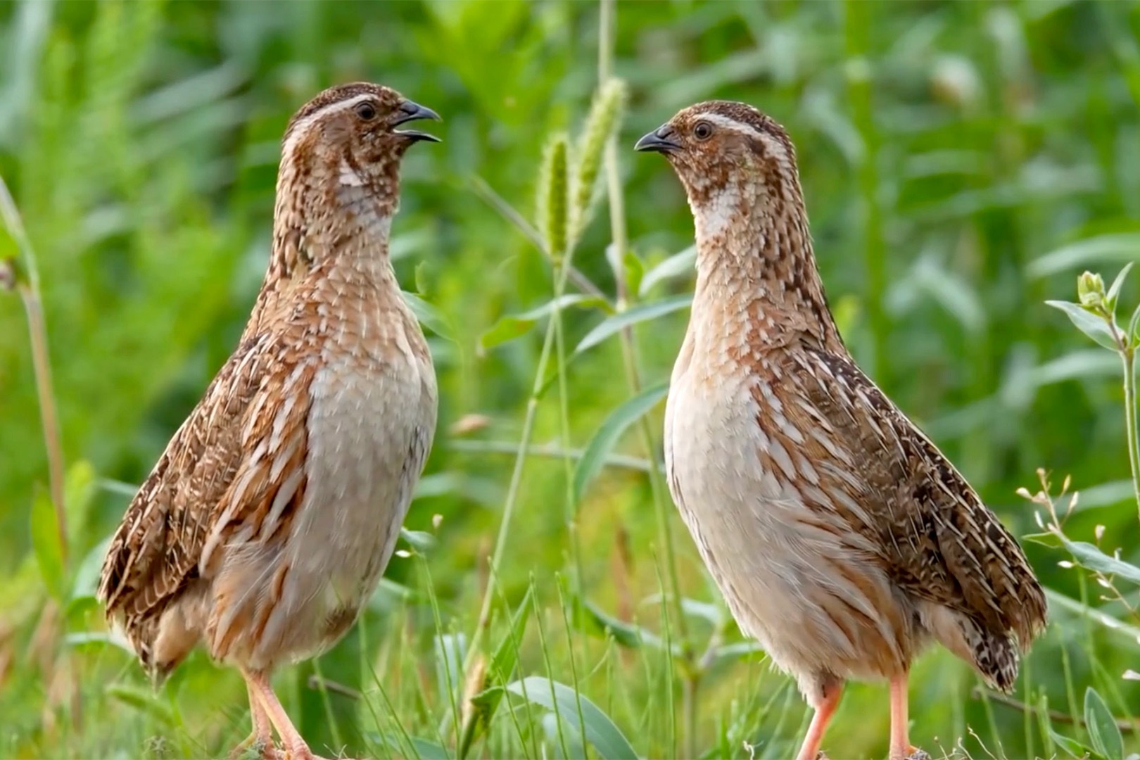 让你听听全网最魔性的叫声，声音清晰如滴水般响亮！