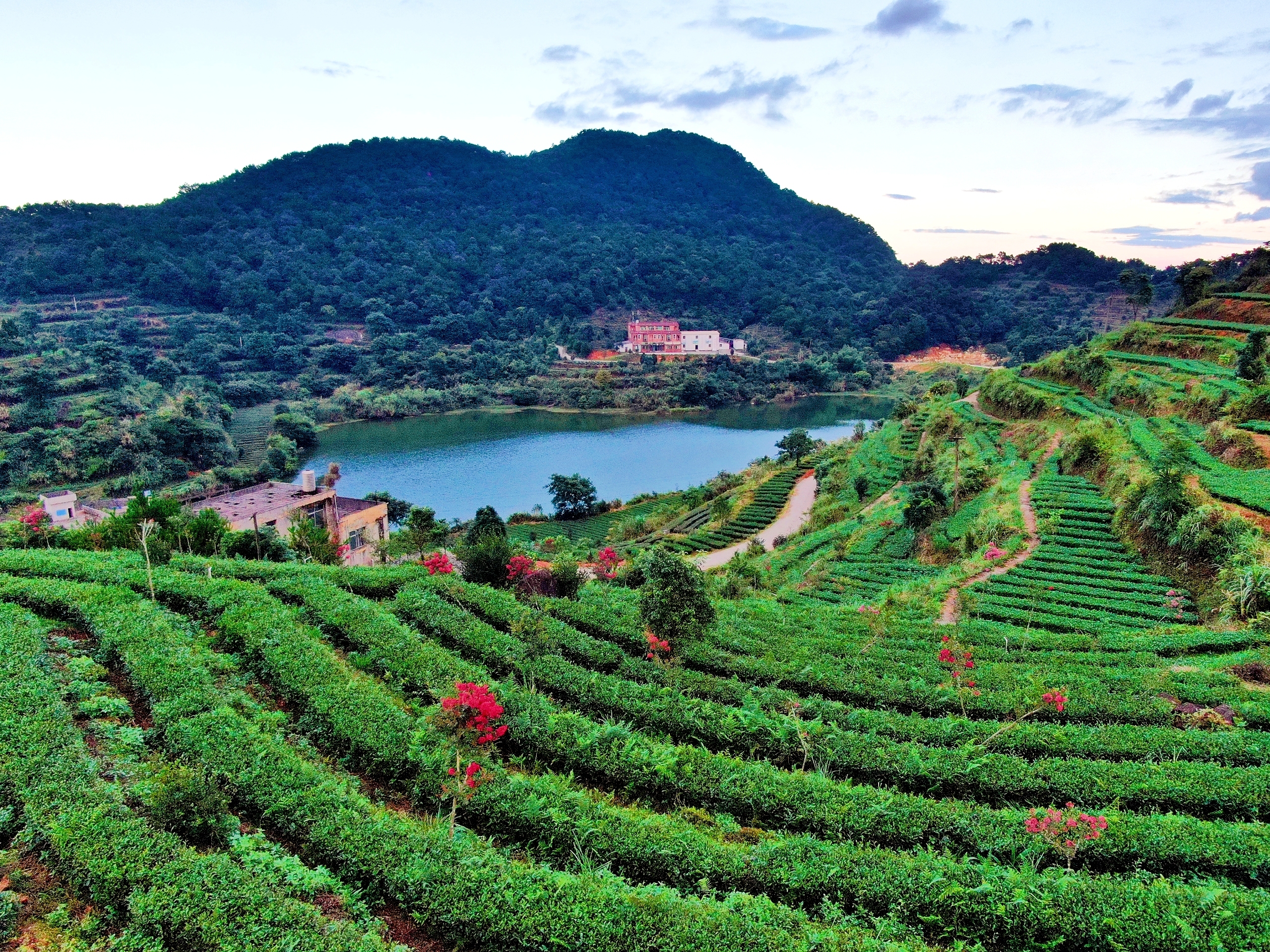 茶界顶尖专家论剑湖上 研讨安溪县茶产业高质量发展