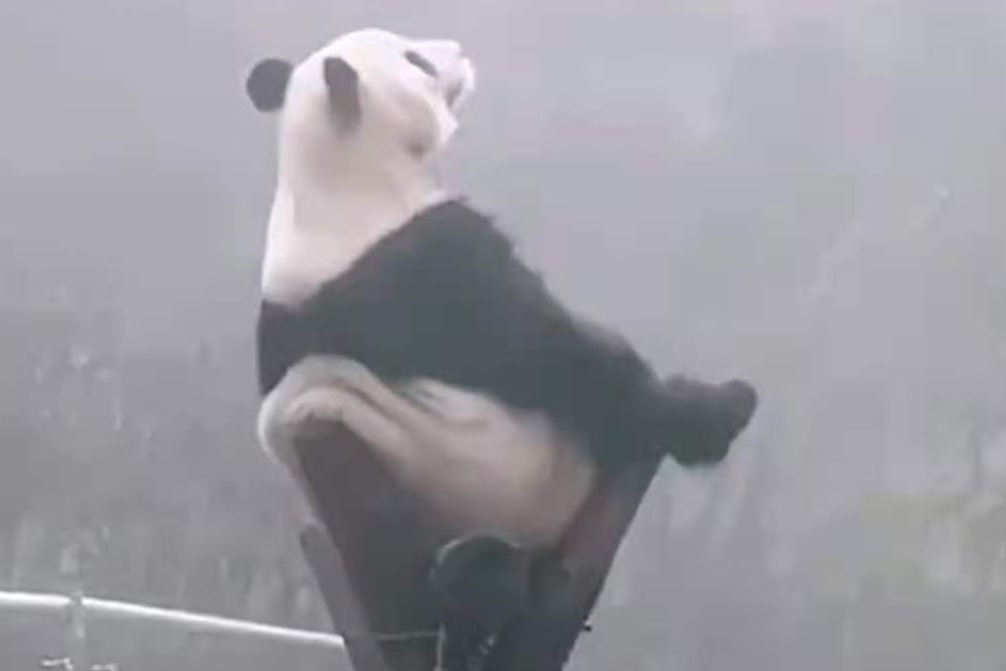 一只思考人生的大熊猫