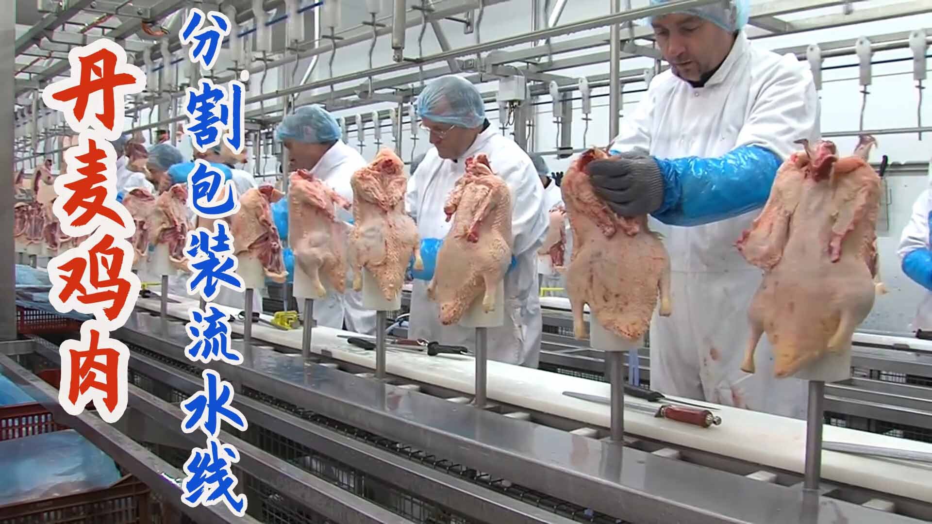 丹麦现代化鸡肉加工流水线机器分割鸡肉包装高度自动化