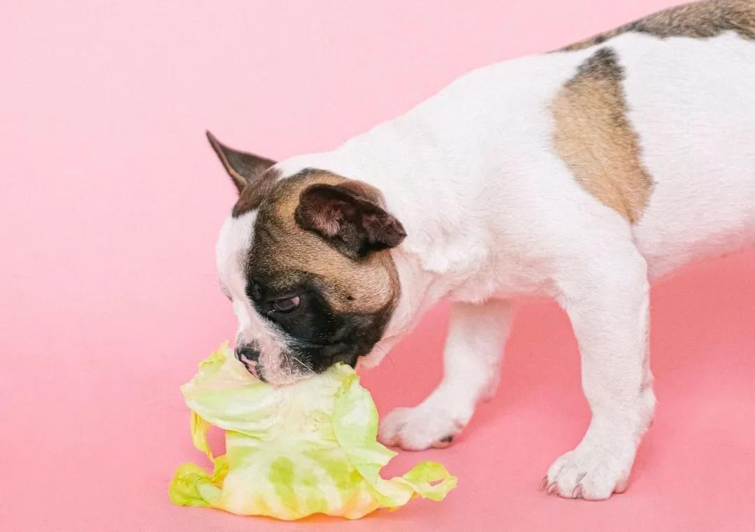 一般来说,纯素食饮食方案大多用于治疗狗狗对动物蛋白过敏的情况,而且