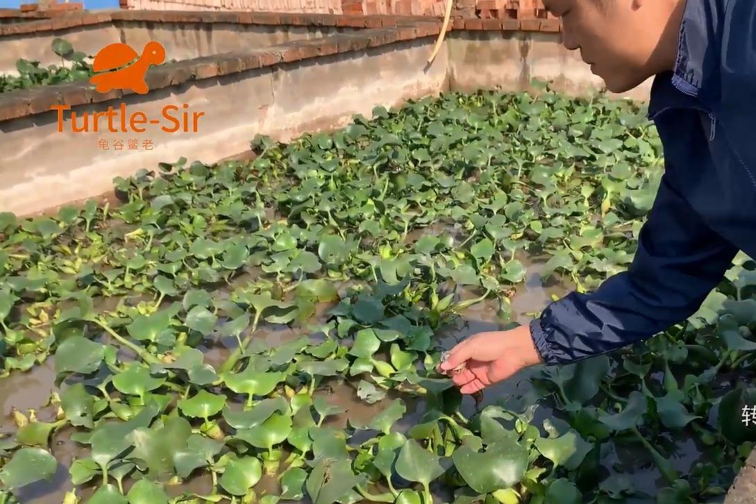 看看耐寒的几个乌龟品种，草龟不愧是国龟「龟谷鳖老」