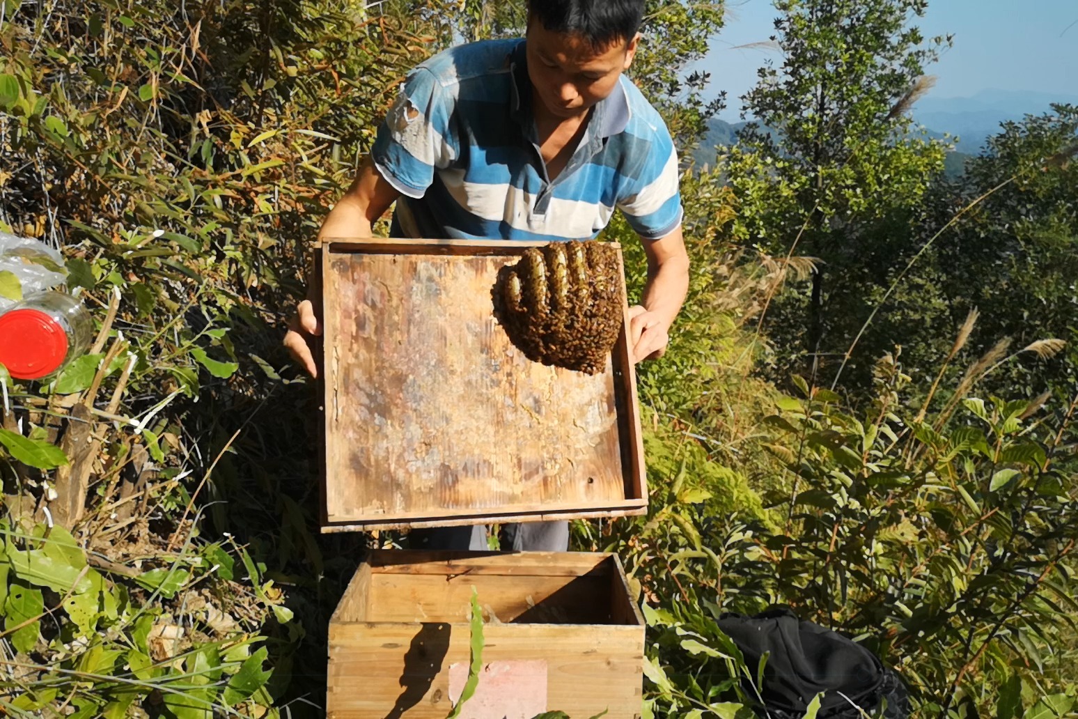 老式土蜂箱图片,中蜂蜂箱的摆放图,蜂箱15元一个的图片_大山谷图库