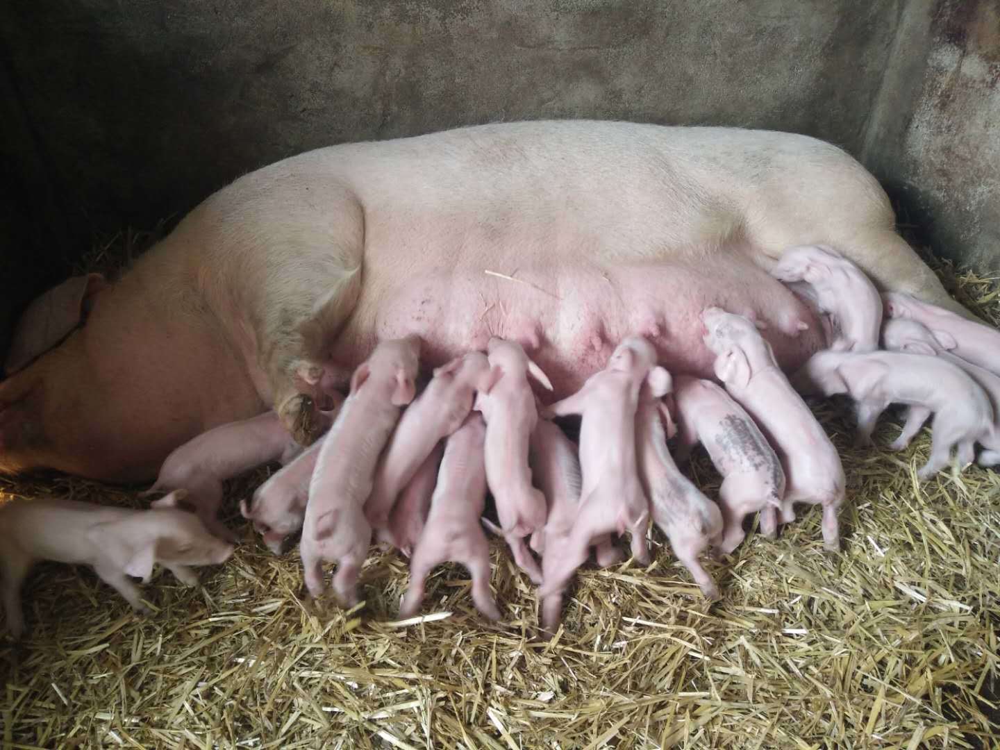 Black and White Pig Feeding Her Piglets · Free Stock Photo