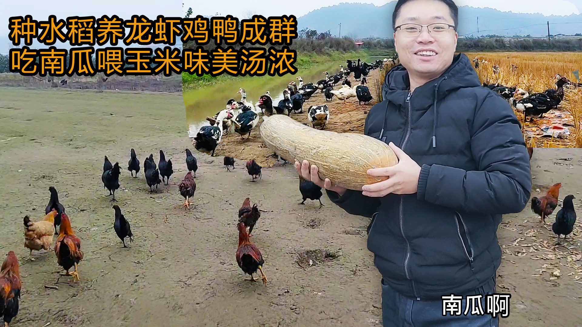 50亩农场养6000只鸡鸭，吃玉米南瓜，炖汤后味道让城里人互相推荐