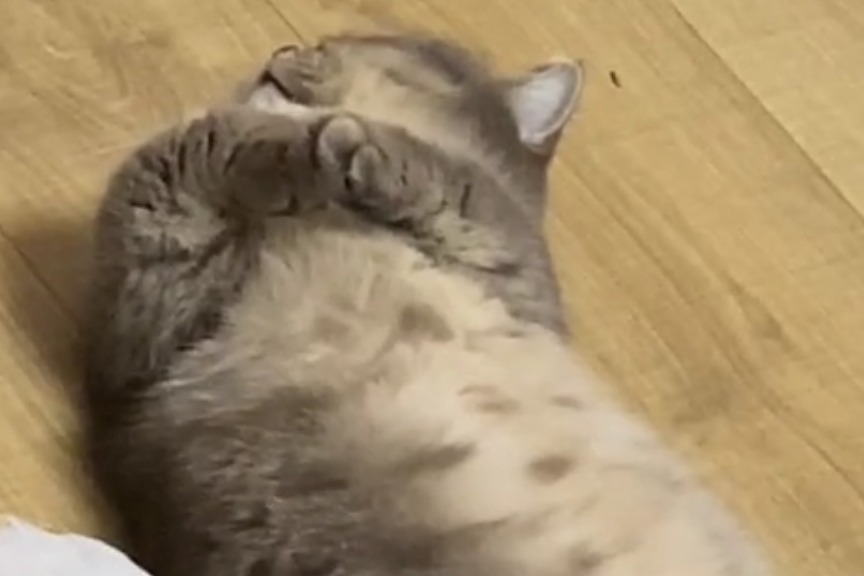 冬天到了，小猫咪也要揣手手_凤凰网视频_凤凰网