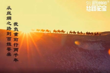 丝路驼宝宣传片4