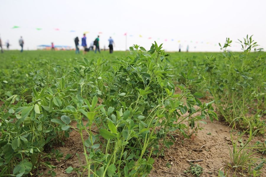 紫花苜蓿"牧草之王"的地位为何稳居不下?