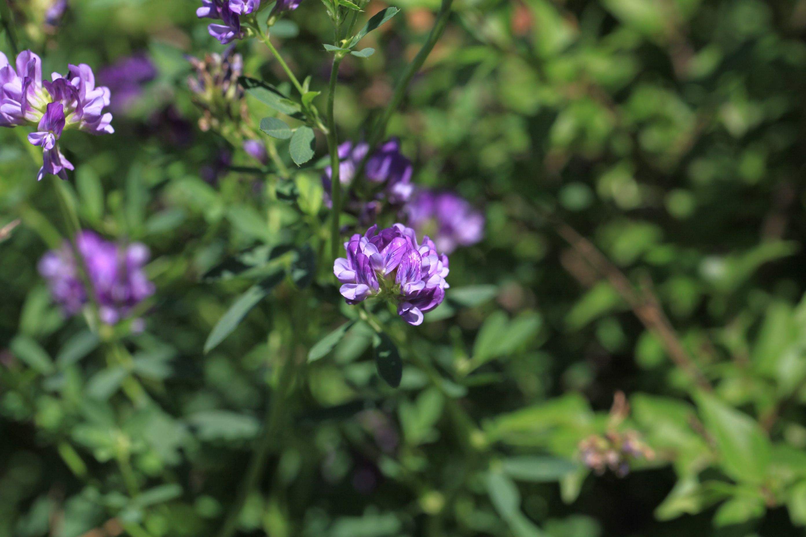 紫苜蓿图片_春季的紫苜蓿图片大全 - 花卉网