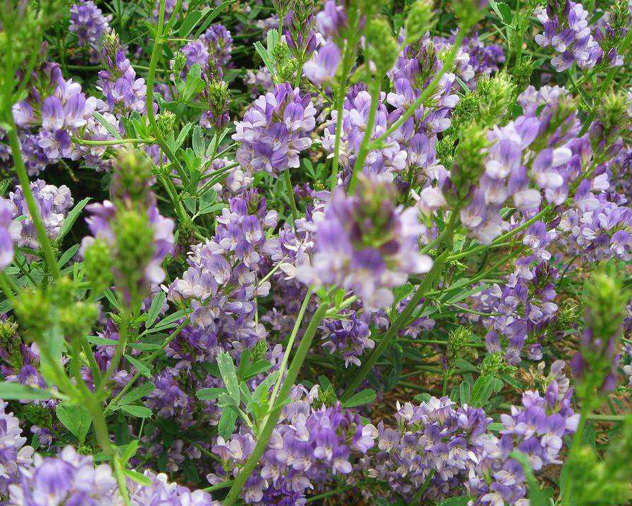 紫花苜蓿"牧草之王"的地位为何稳居不下?