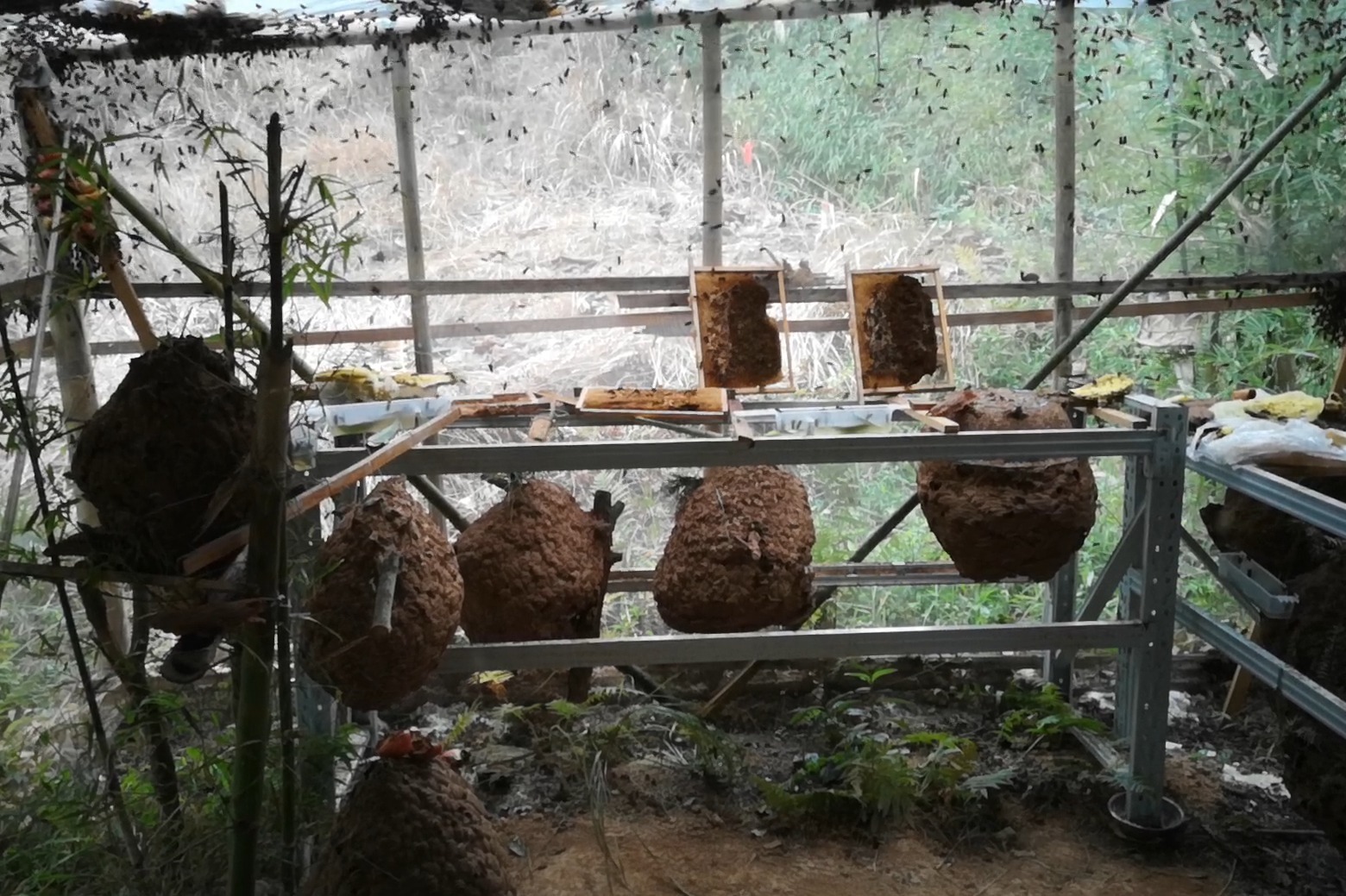 冬天胡蜂养殖技术