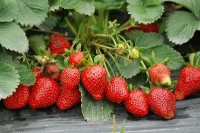 种植草莓,这些施肥技巧,越早学会受益越多!