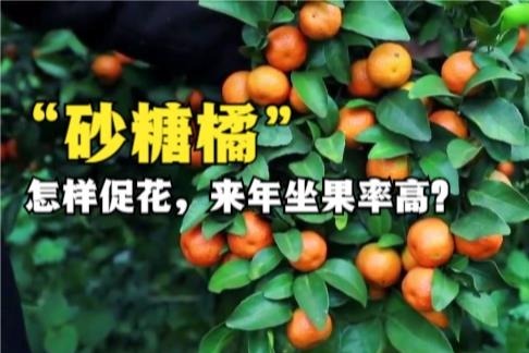 蜜蜂TV农业知识：明年投产的砂糖橘，怎样促花，来年坐果率高？