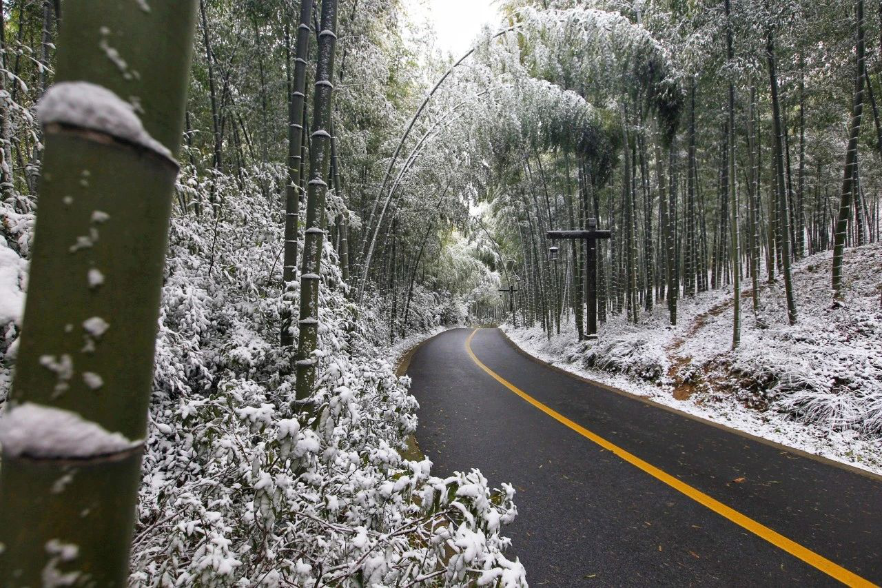 一夜落白雪满地,南山竹海的初雪如约而至啦