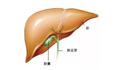 胆囊癌虽隐匿,但也并不是无迹可循,这些症状,要提高警惕了__凤凰网