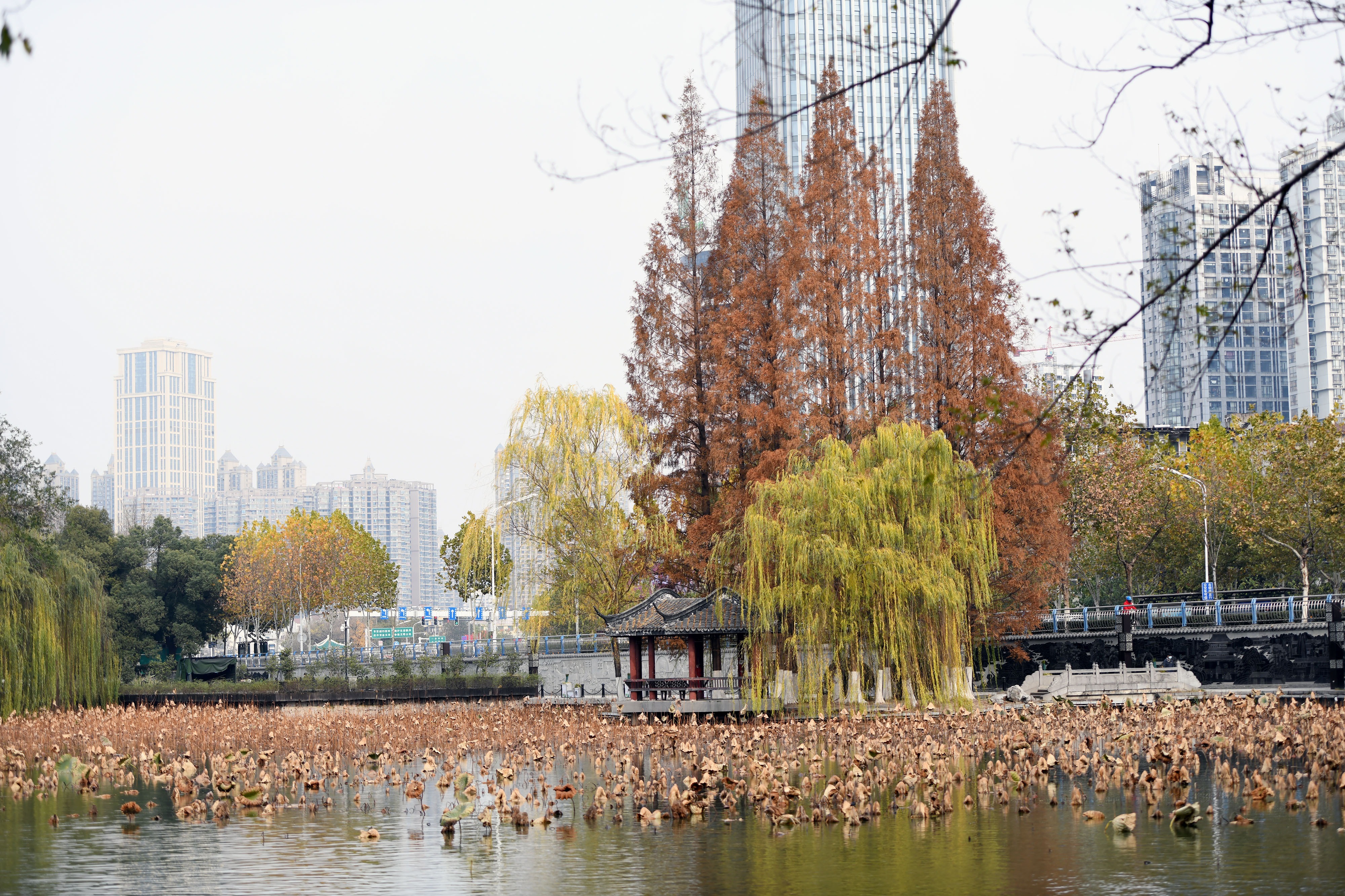 合肥包公園冬日美景