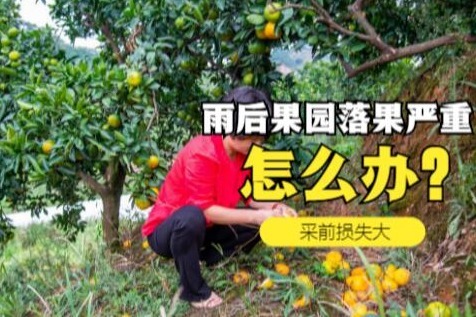 蜜蜂TV农业知识：果农说，近期雨后果园落果严重，这是怎么回事？