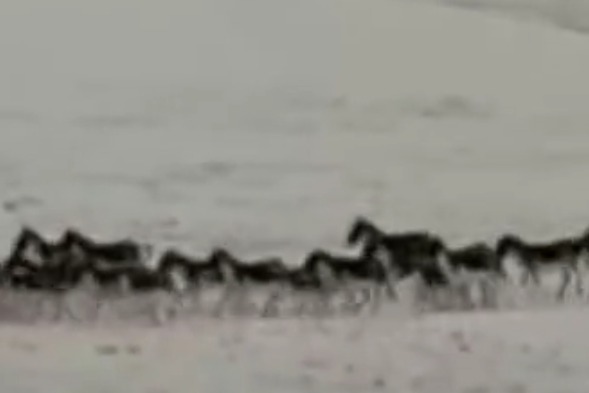 阿克塞牧民拍摄到百余头藏野驴活动场景
