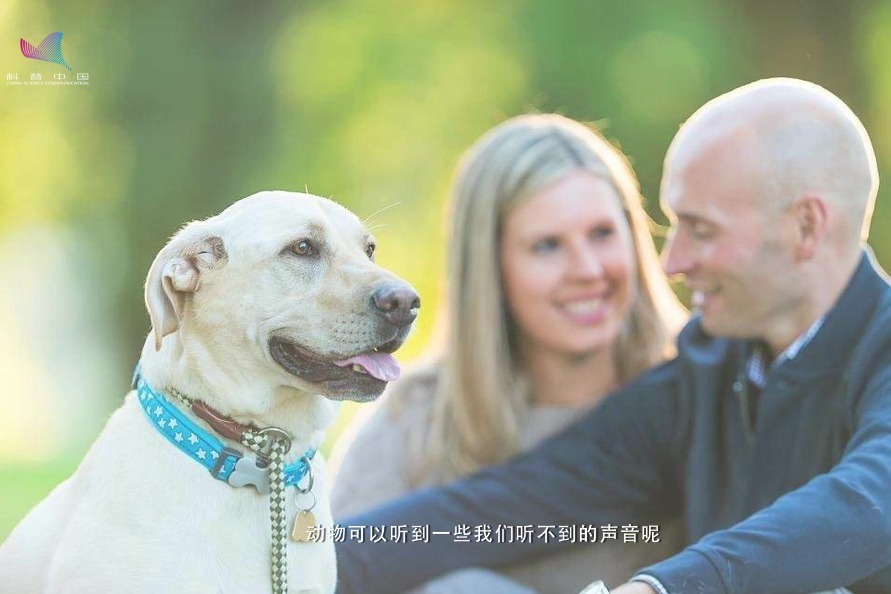 人和动物听到的世界一样吗