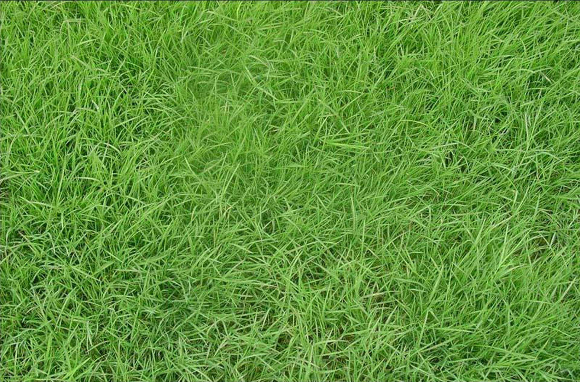 喀什披碱草-中国国家植物标本馆模式标本-图片
