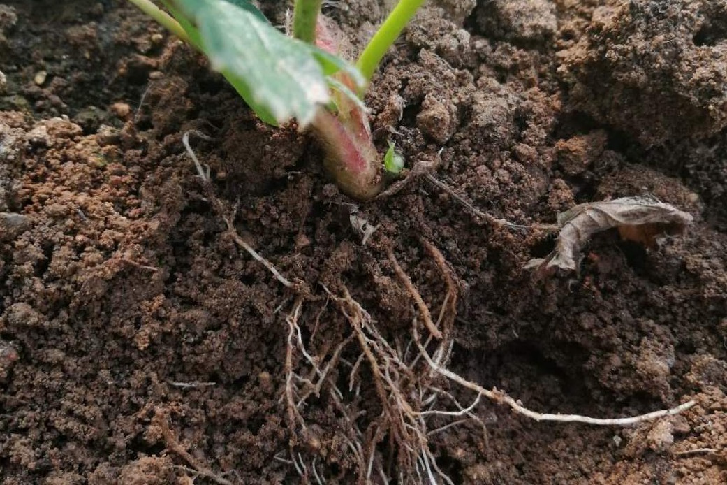 蔬菜栽植后如何生根壮苗？