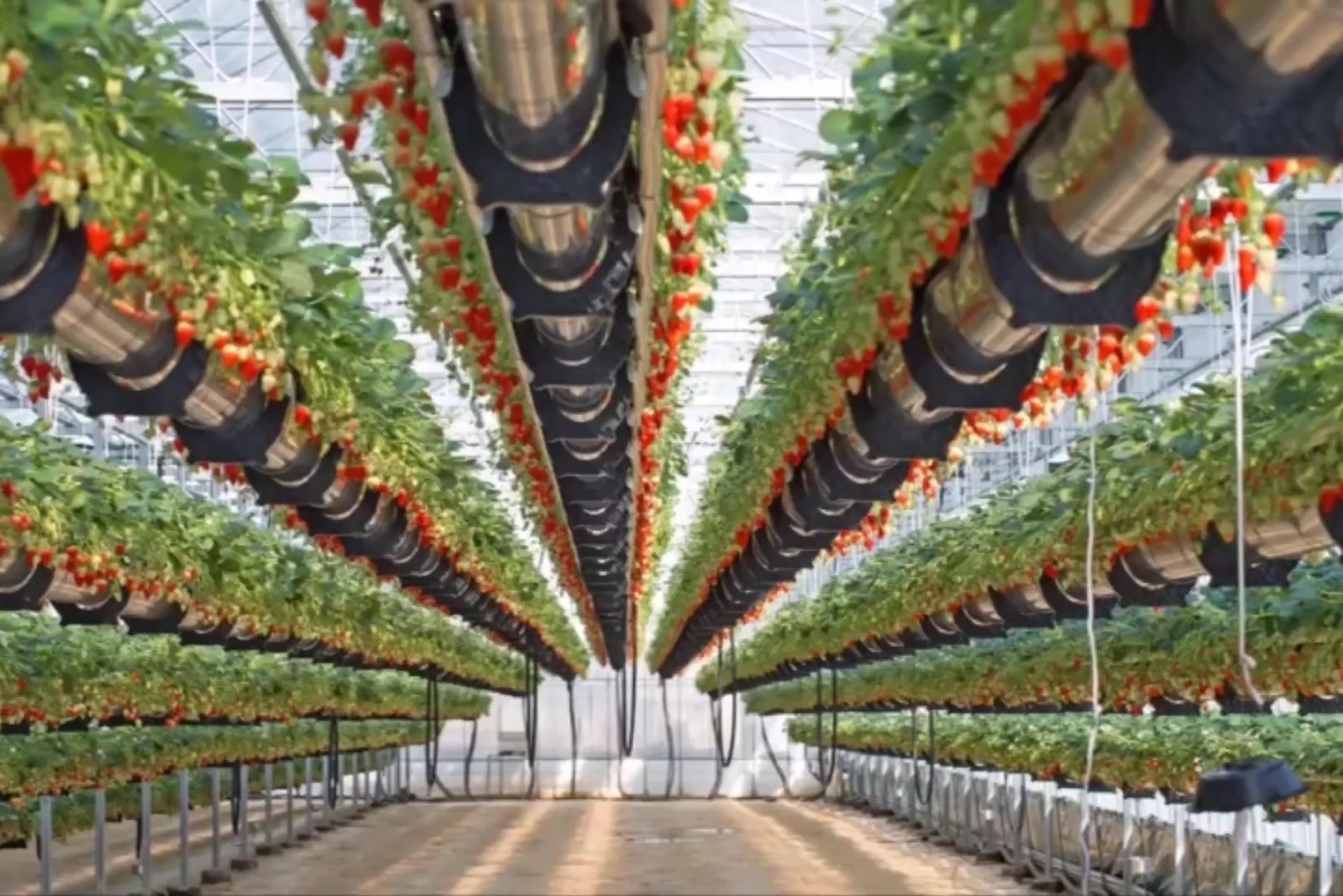 智慧农业典型案例(十)打造5G智慧温室引领草莓智能化生产_社会热点_社会频道_云南网