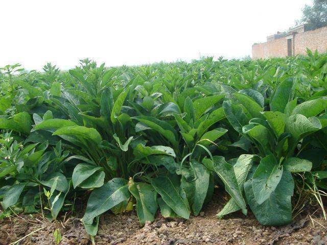 40年前不遭人待见的俄罗斯饲料菜如今却能成为牛羊喂养首选