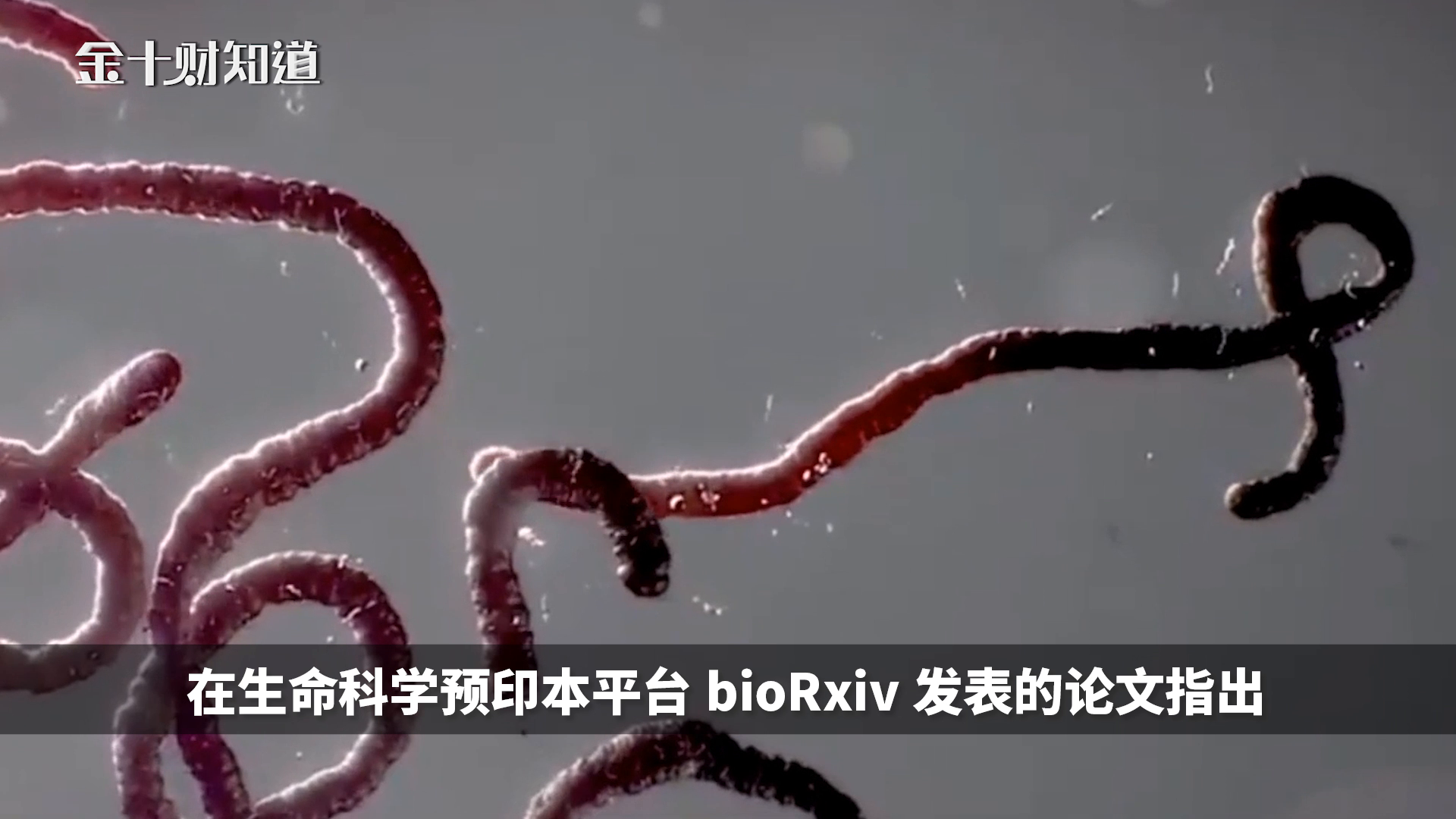 英国变异病毒刚起,非洲也曝出90%致死率的未知病原体