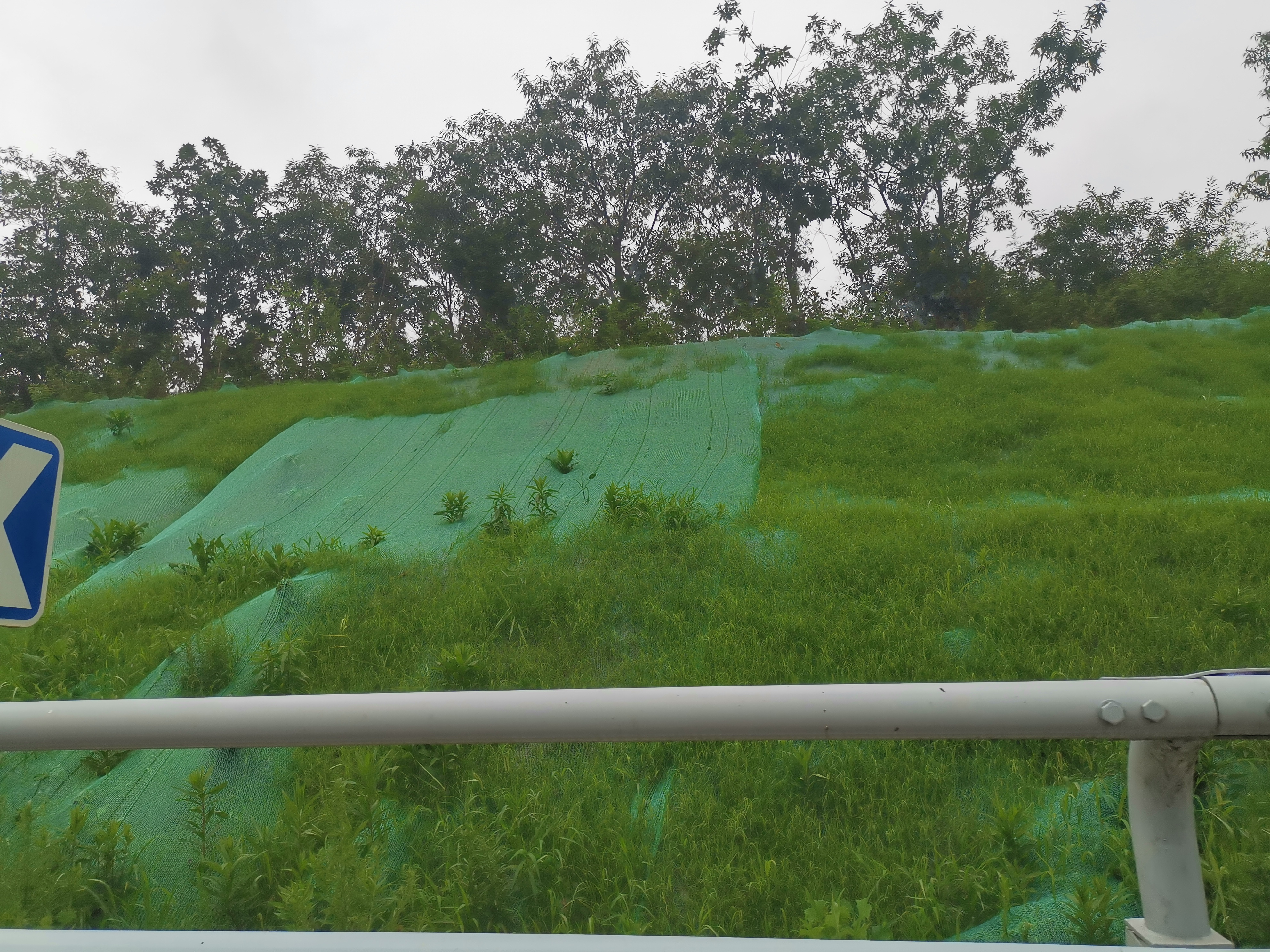 护坡种子这么搭配,既常用,效果又是极好的__凤凰网