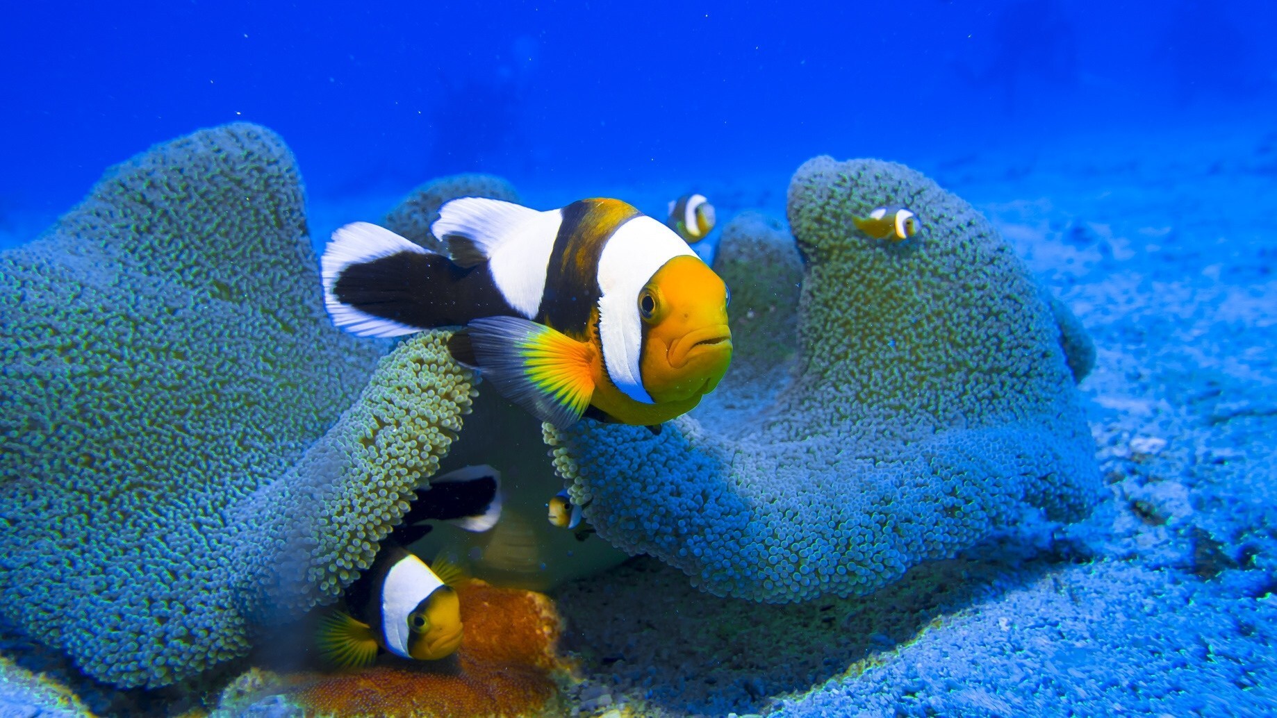 小丑鱼"尼莫"竟是雌雄同体?关于小丑鱼,你需要知道的那些事