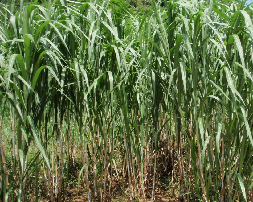 甜象草,新型高蛋白优质牧草,种植一次,收割7年