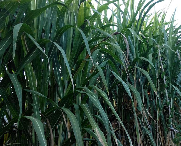 甜象草,新型高蛋白优质牧草,种植一次,收割7年