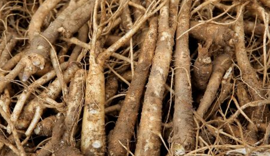 荠苠:读如齐尼.亦名杏参,杏叶沙参,甜桔梗,白面根.苗名隐忍.