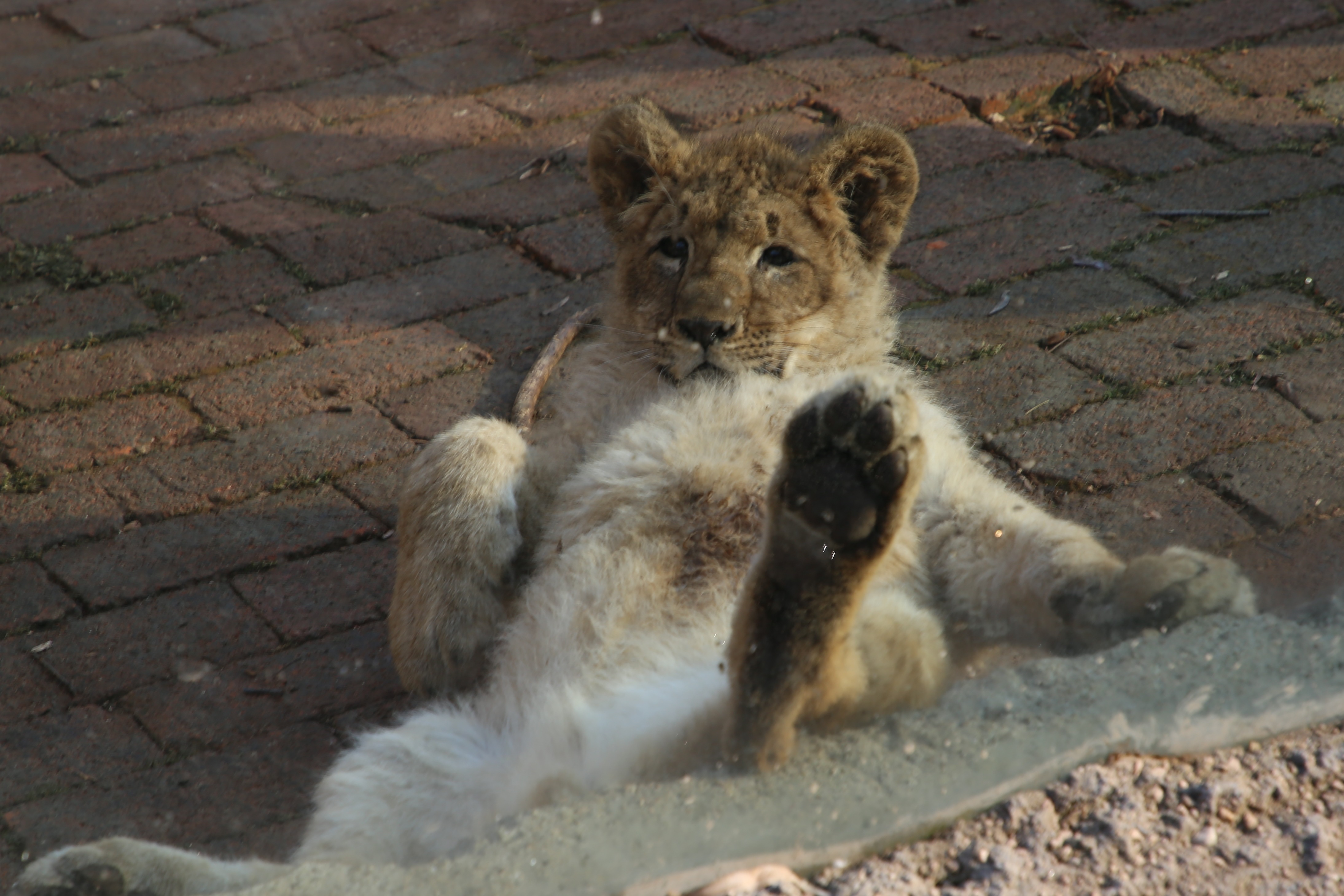 青岛森林野生动物世界的动物们有“特别的过冬方式”