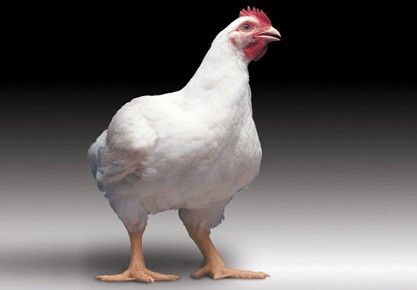 如何降低肉鸡料比,提高生产性能?__凤凰网