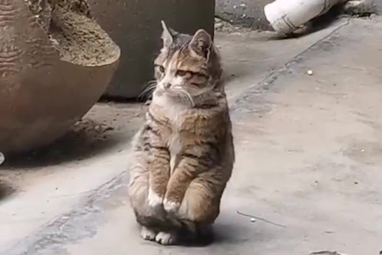 狸花猫，一个被遗弃最多的猫品种！