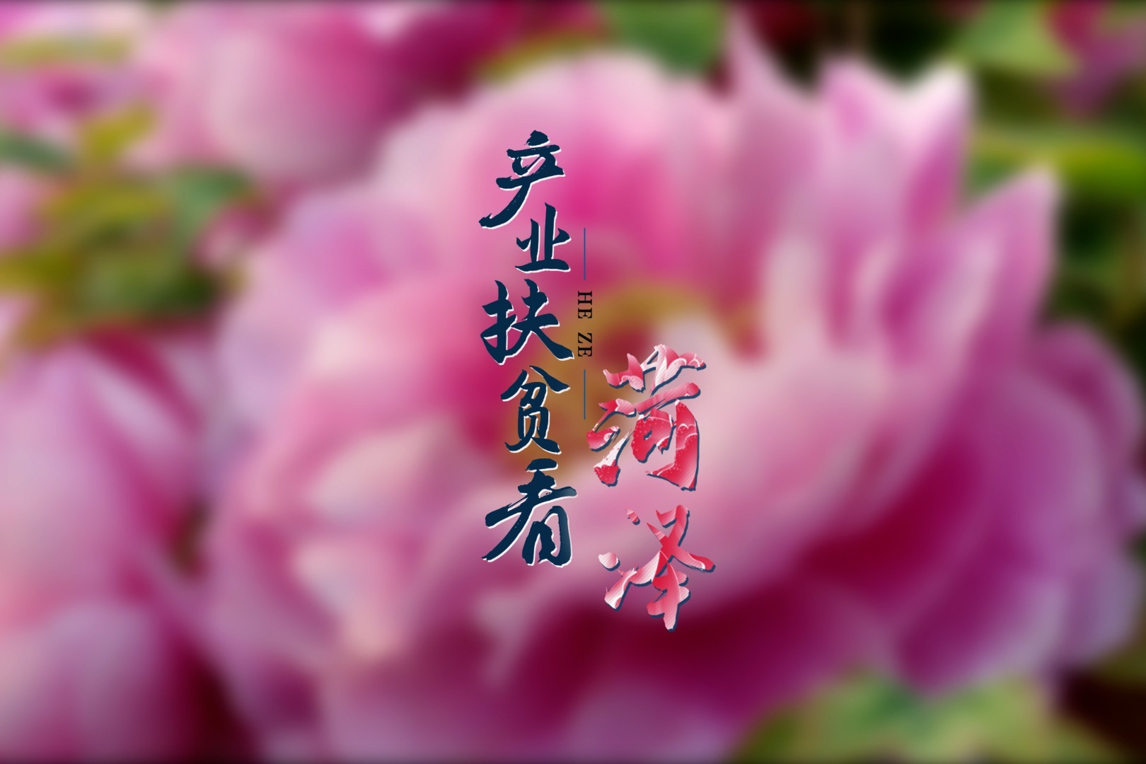 产业扶贫看菏泽牡丹区篇｜产业升级 助力扶贫