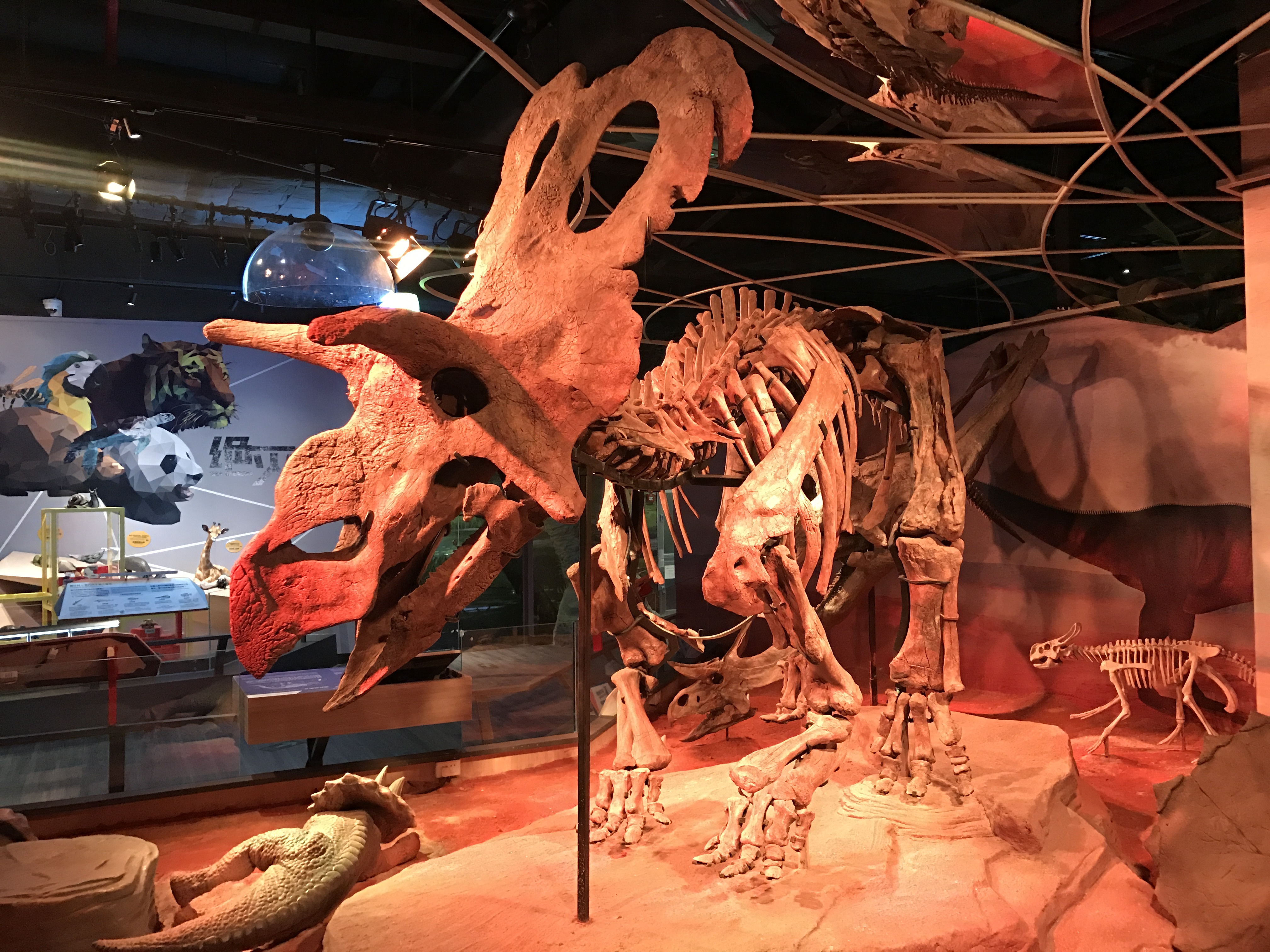 正佳自然科学博物馆中的梅杜莎角龙 ps:在广州正佳自然科学博物馆中