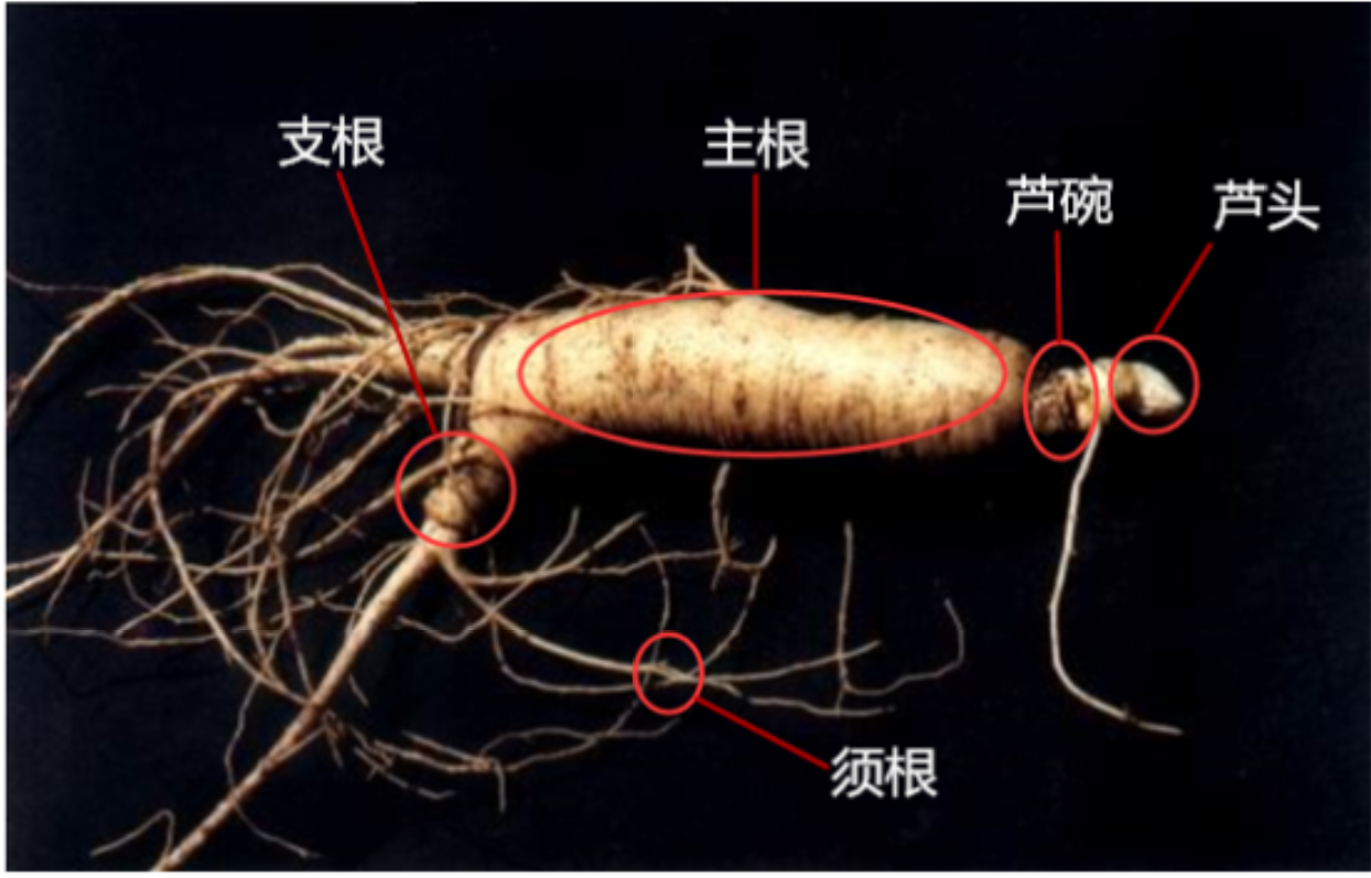 加拿大西洋参的特点 凤凰网