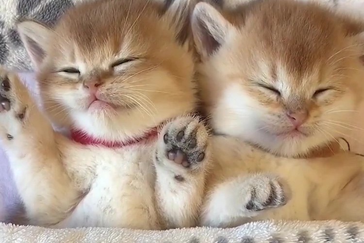 可爱的小奶猫