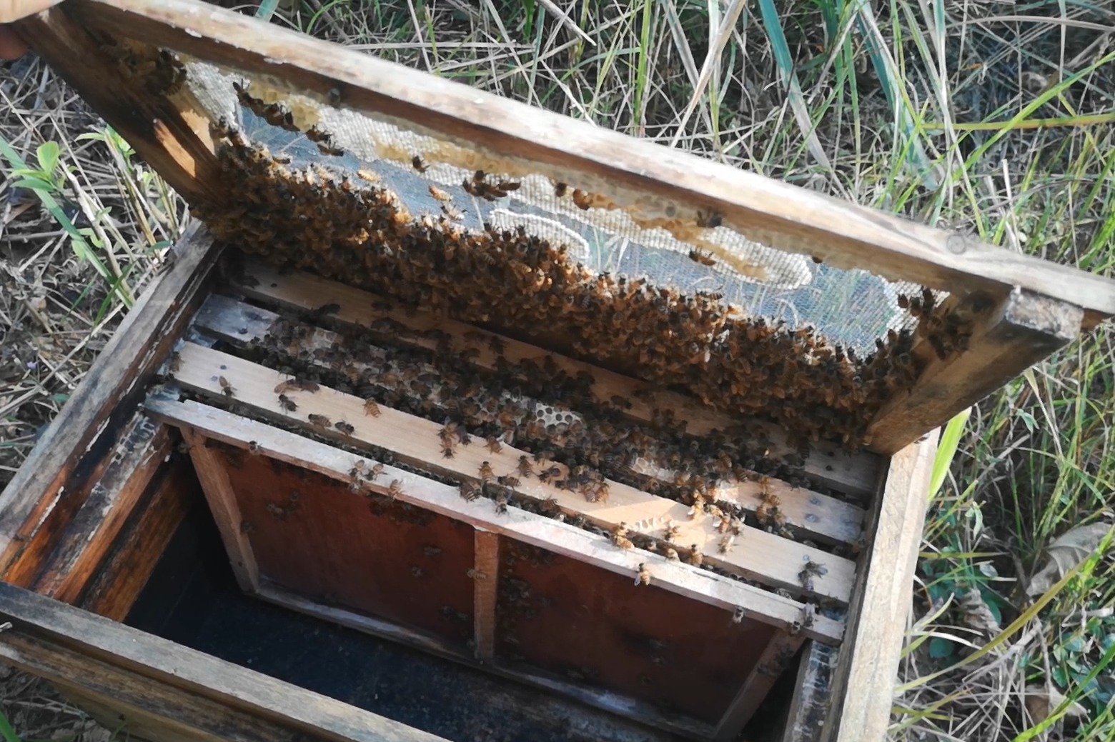 蜜蜂分家想留住怎么办？