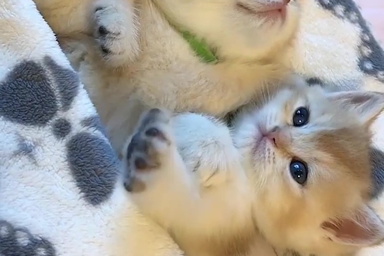 乖巧可爱的小奶猫呀