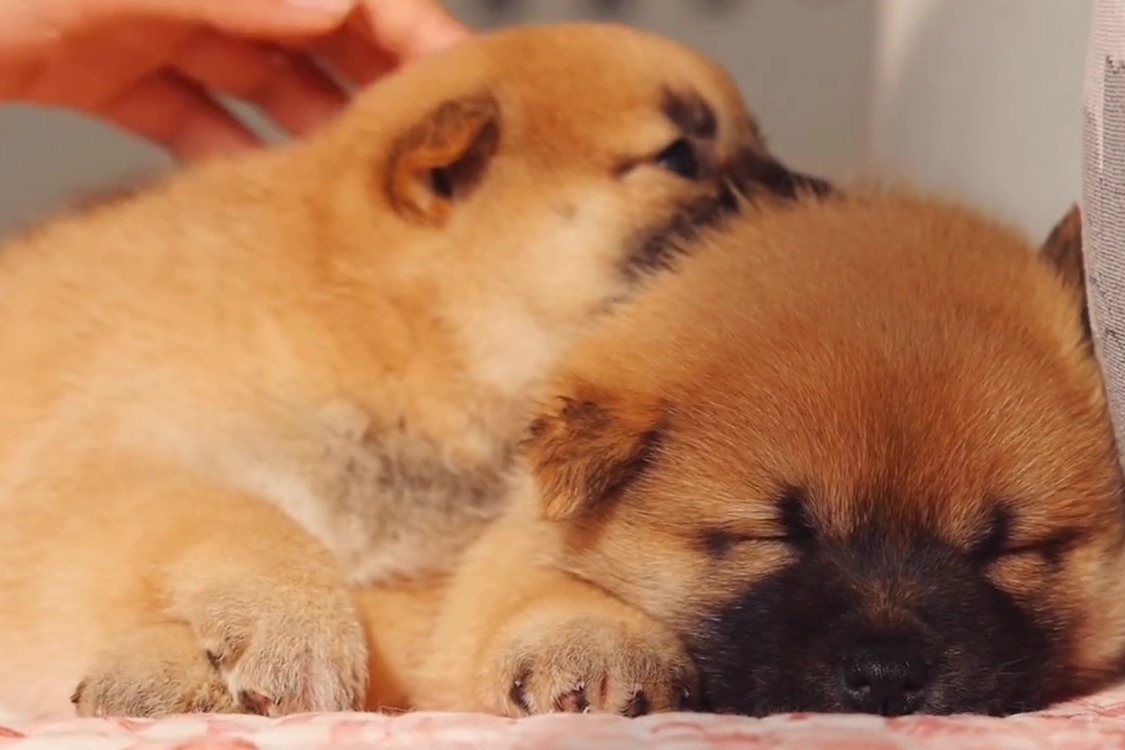 我们都是可爱的小豆柴犬_凤凰网视频_凤凰网