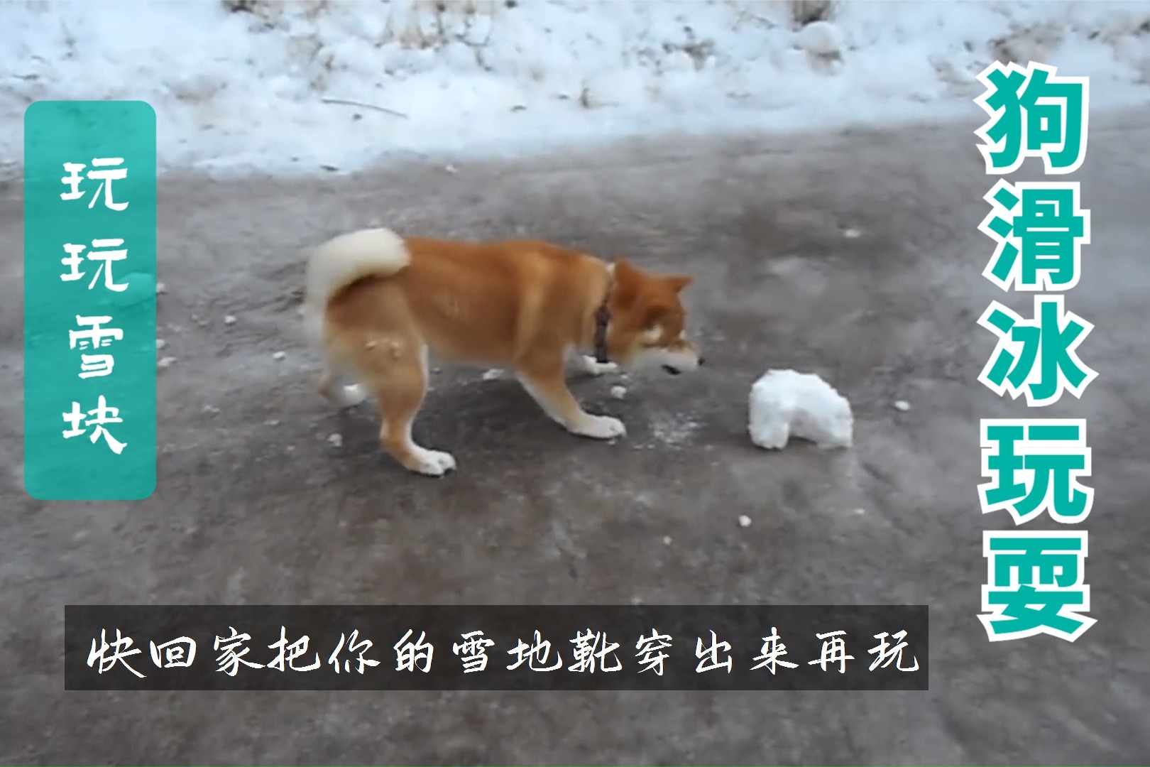 行走在雪地上的雪橇犬46664_小狗_动物类_图库壁纸_68Design