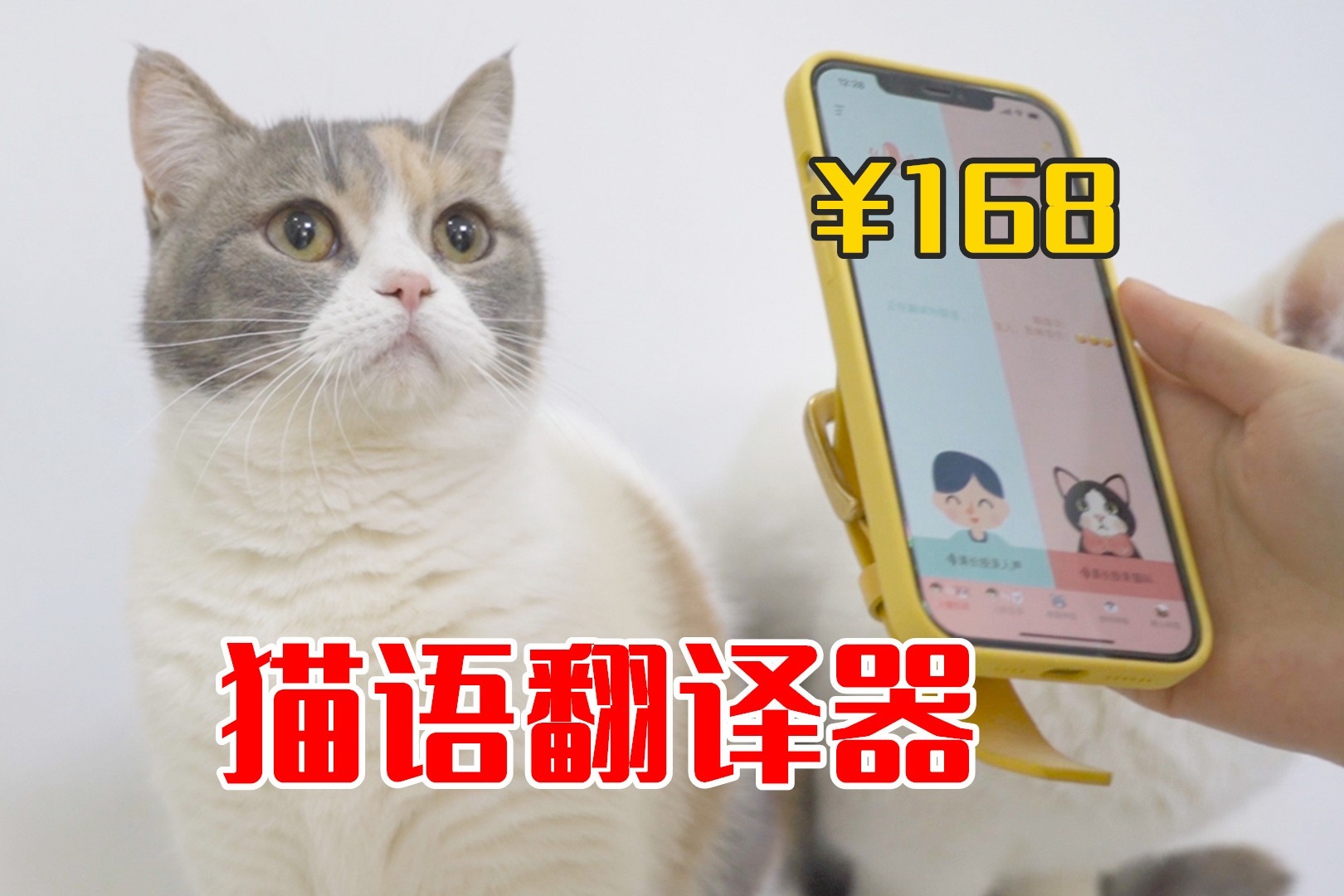 花168元买猫语翻译器真能翻译猫叫还是智商税