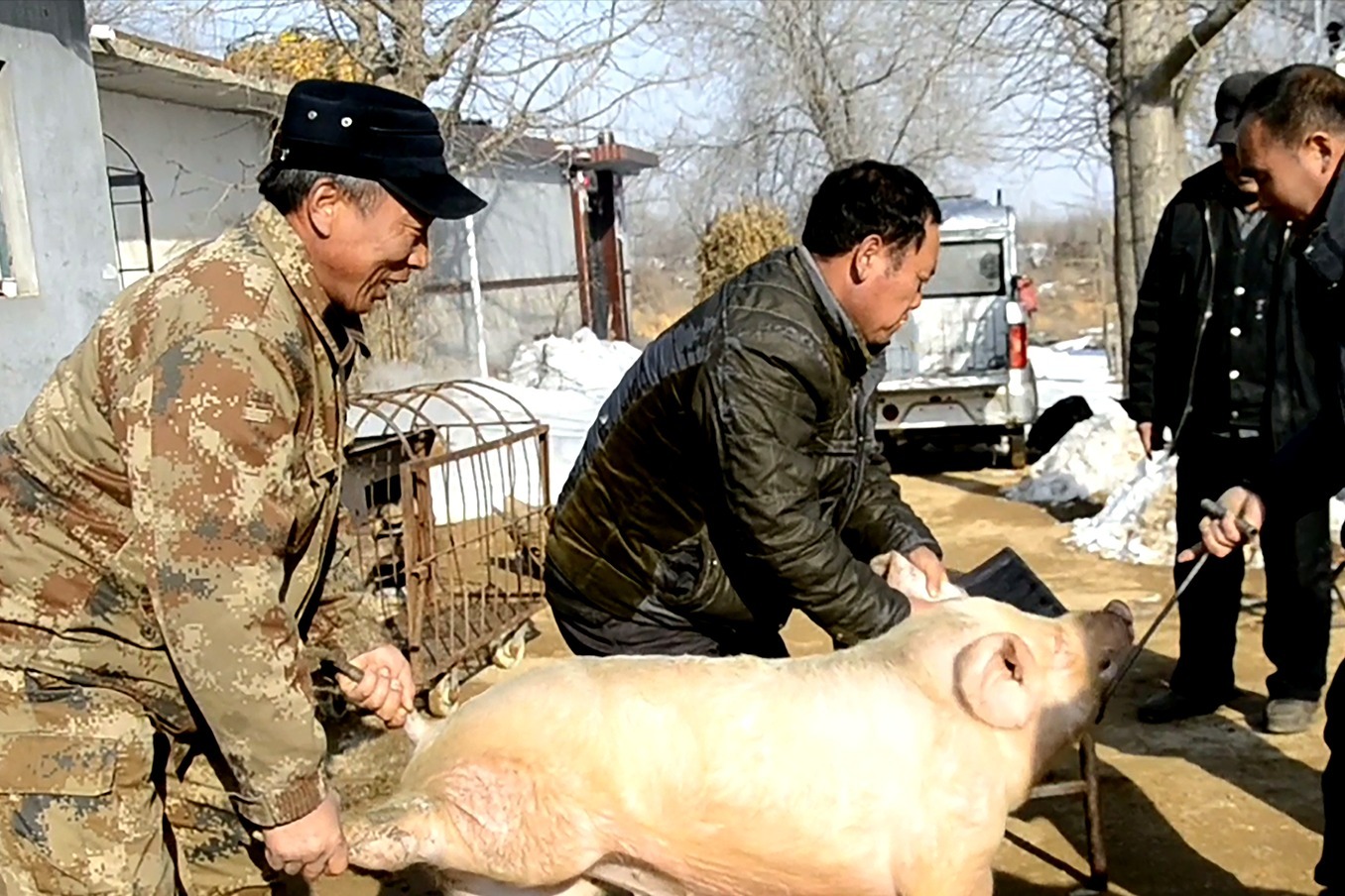 实拍农村过年杀猪过程：杀猪匠练就一招捆猪本领|大爷|农村|本领_新浪新闻