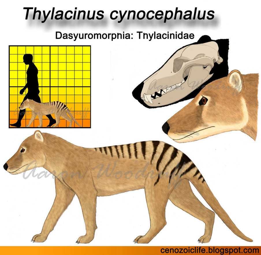 袋狼的体型并不很大,其平均体长在1至1.3米之间,尾巴长0.5至0.